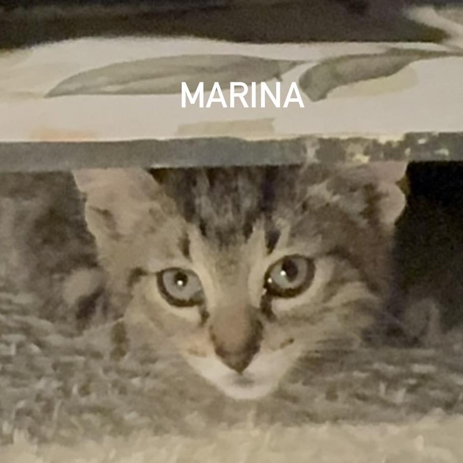 Marina, Adoptable, Kitten Female Domestic Short Hair & Tabby.