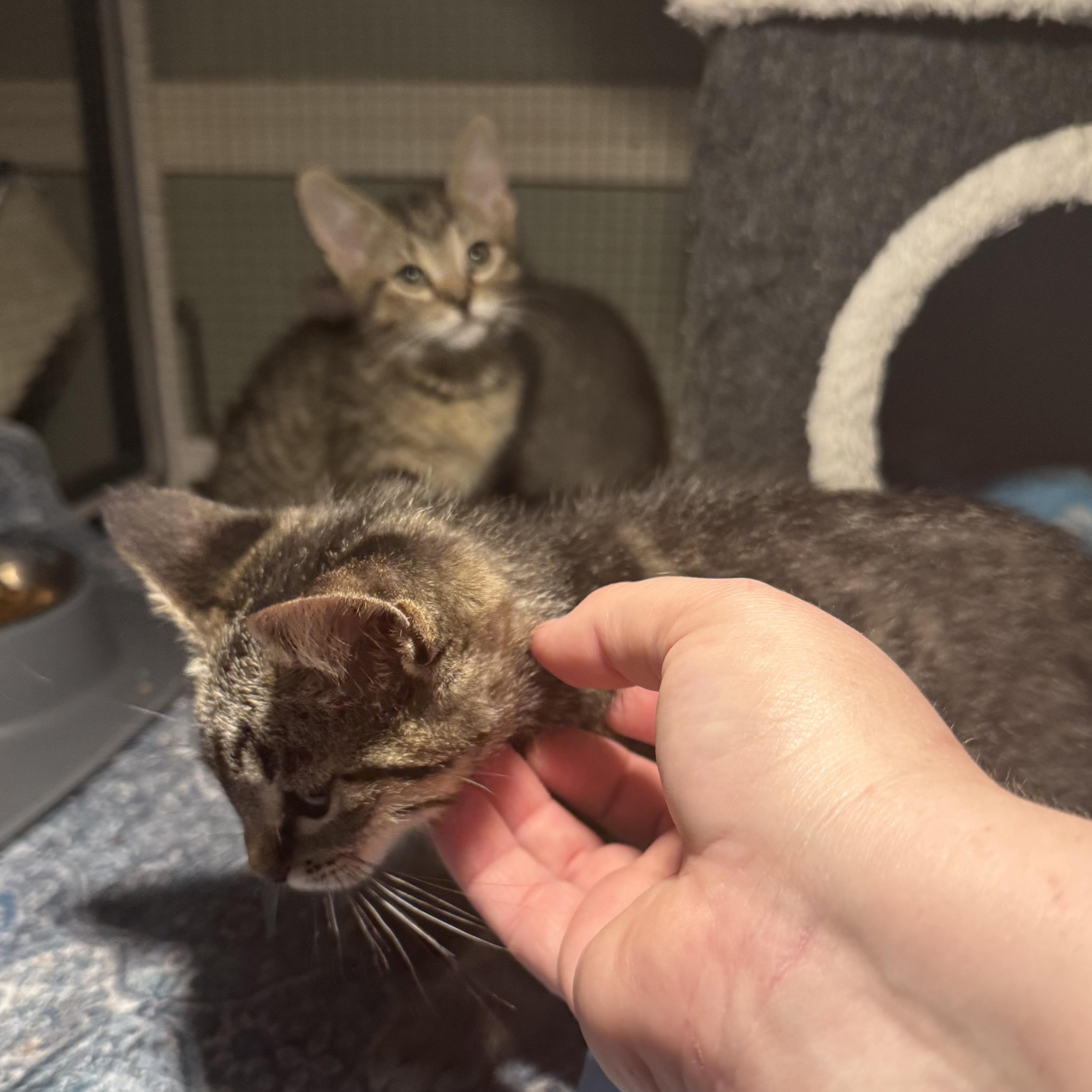 Enlarge Marina, a Adoptable mixed breed in Houston, TX image 4/4