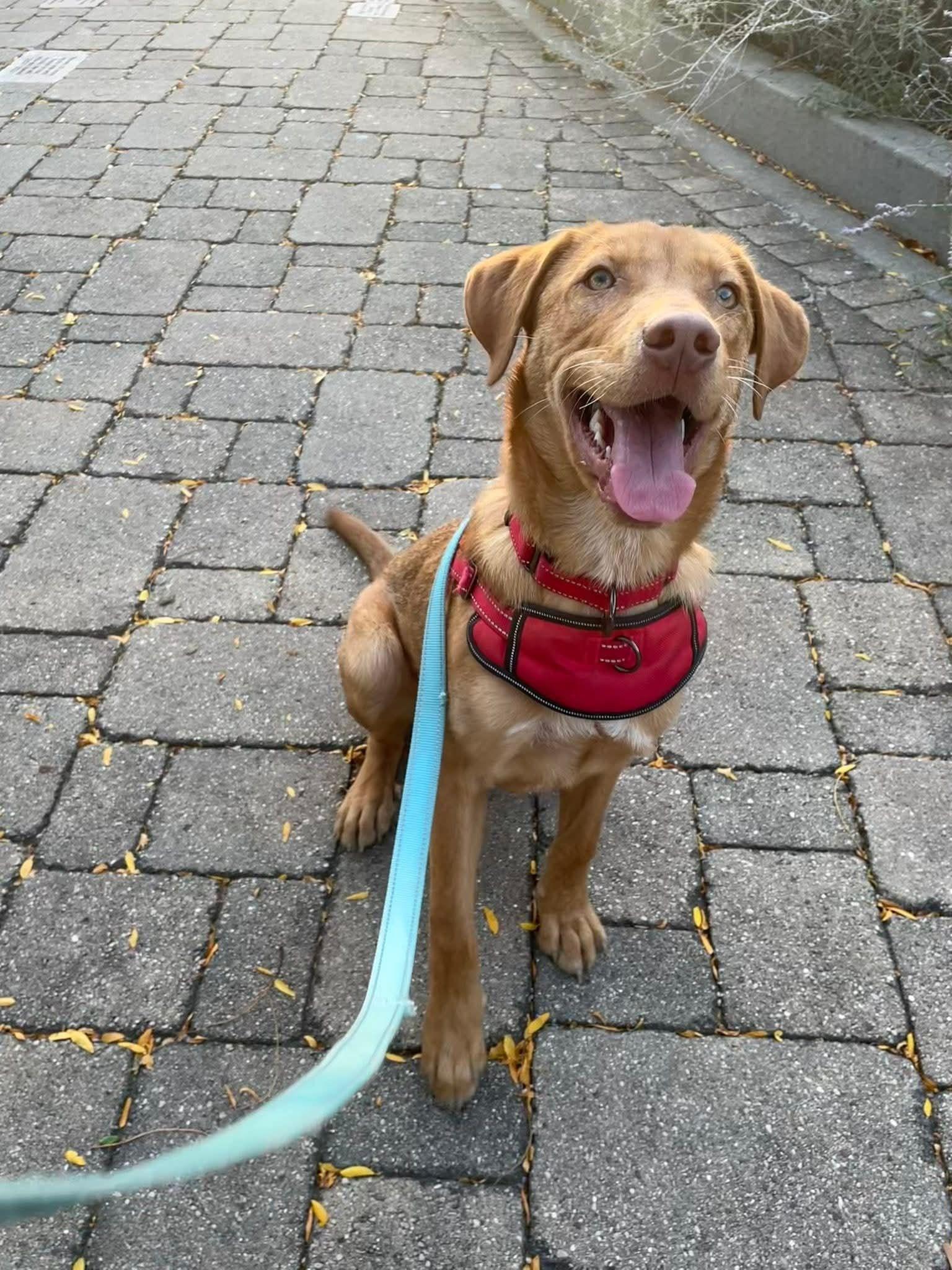 Tater, Adoptable, Young Male Retriever.
