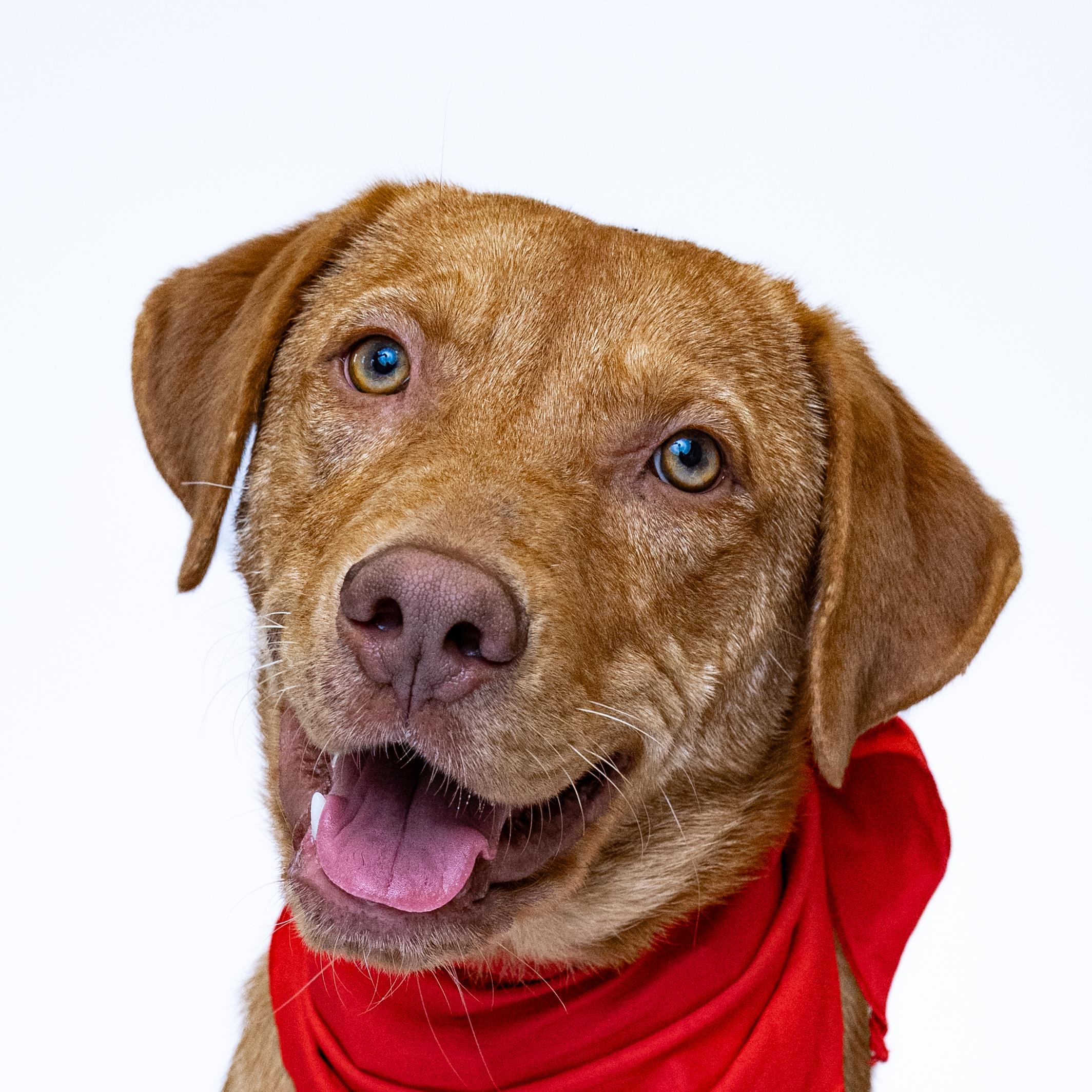 Tater, a Adoptable mixed breed in Itasca, IL image 1/5