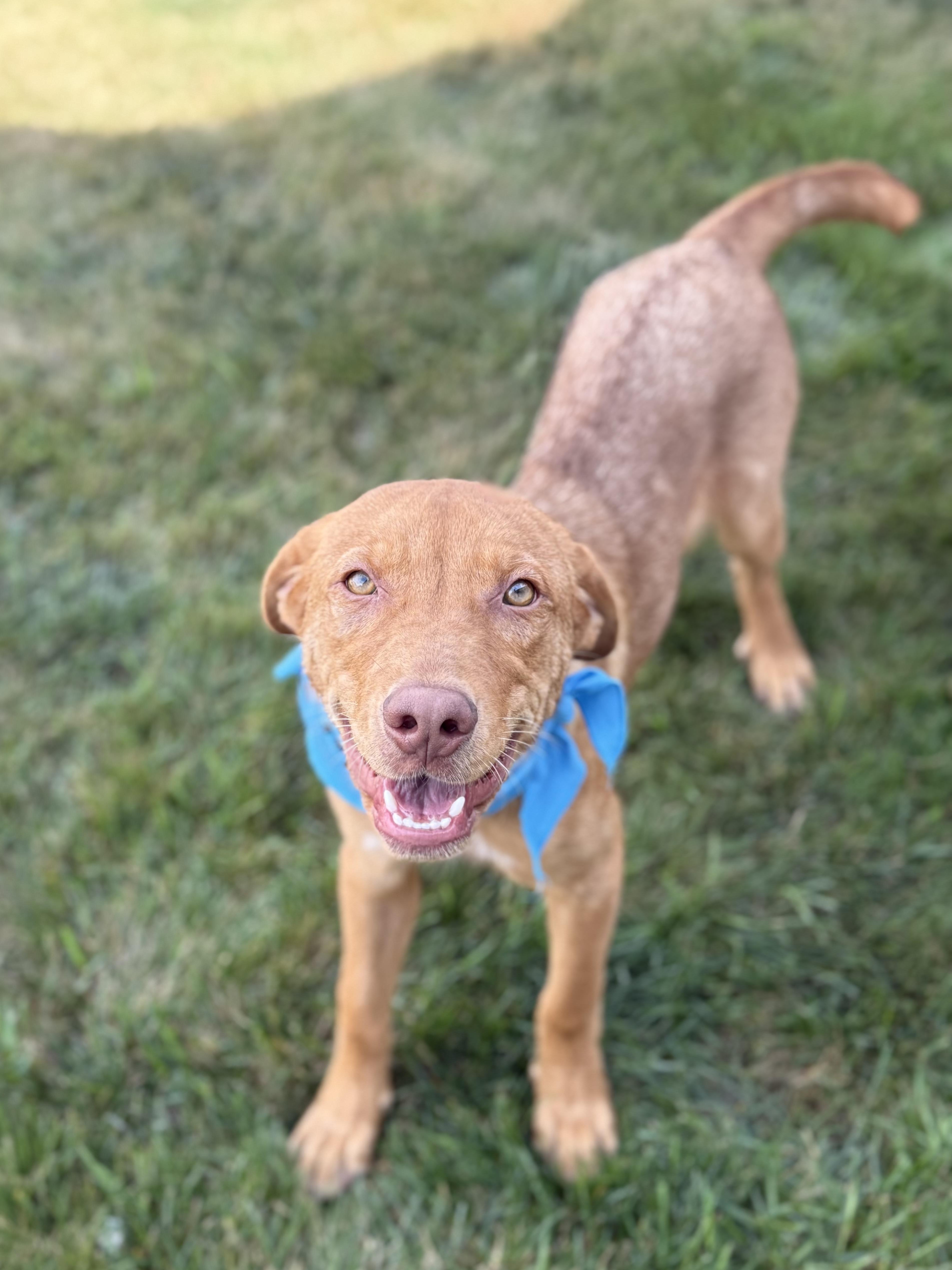 Tater, a Adoptable mixed breed in Itasca, IL image 4/5