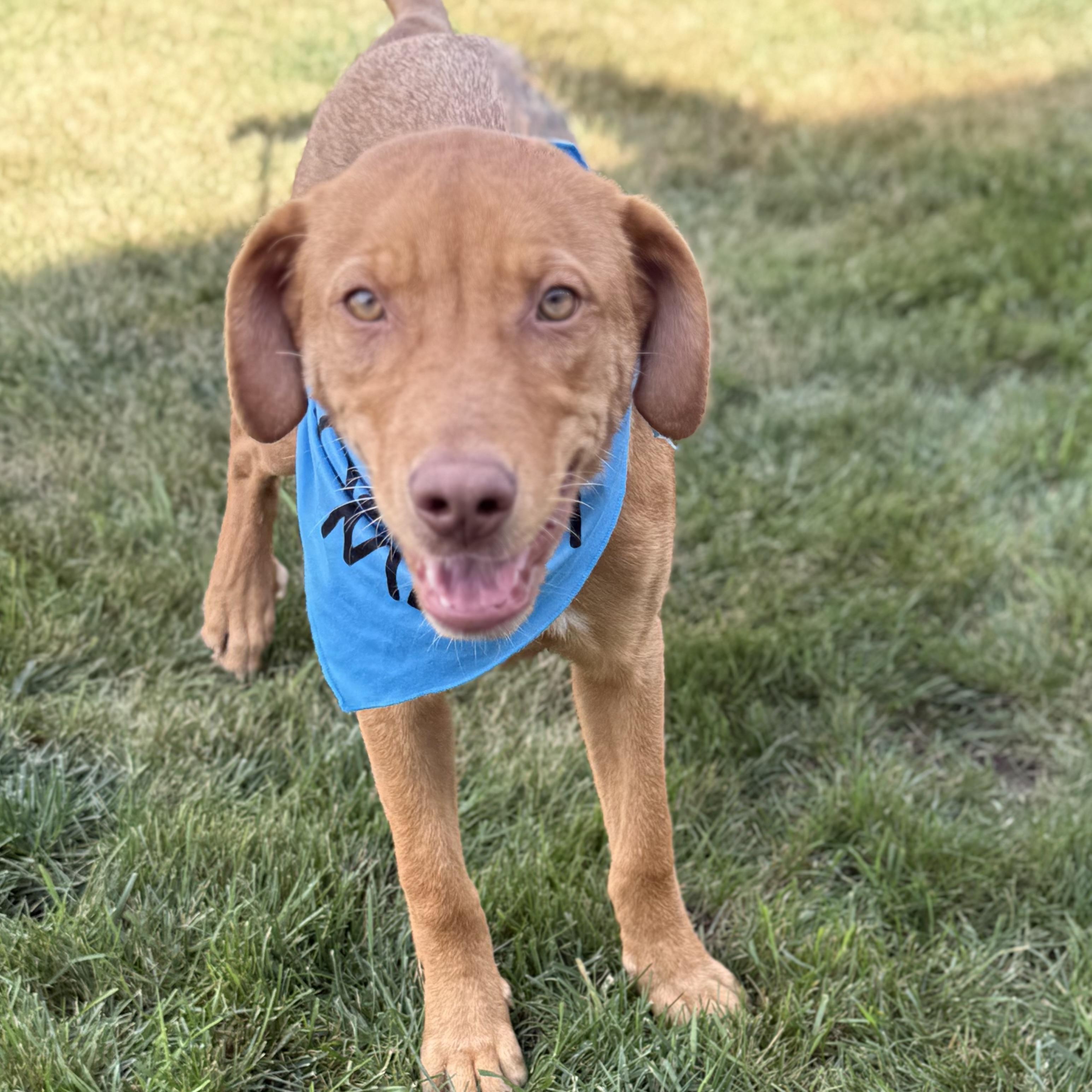 Tater, a Adoptable mixed breed in Itasca, IL image 5/5