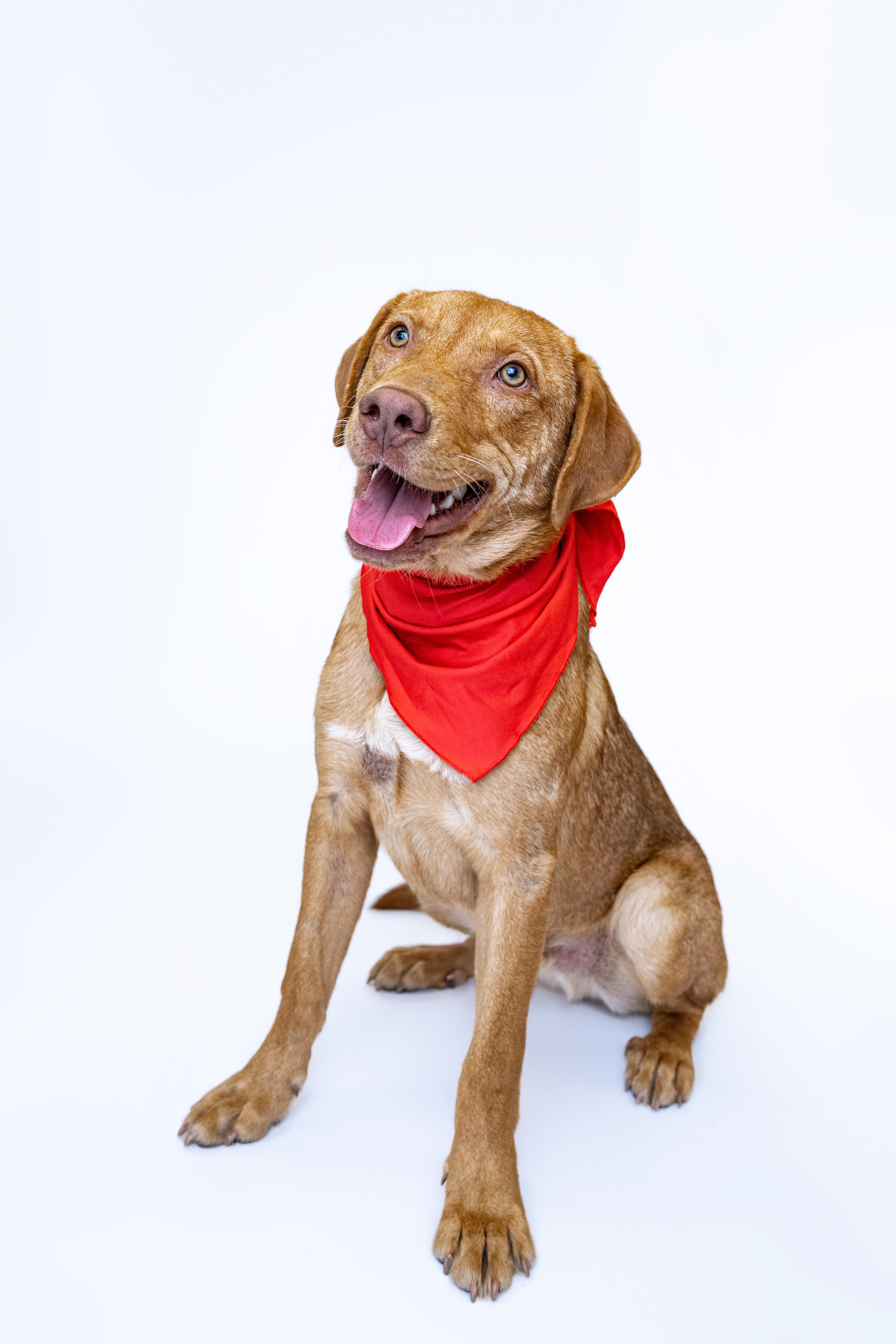 Tater, a Adoptable mixed breed in Itasca, IL image 2/5