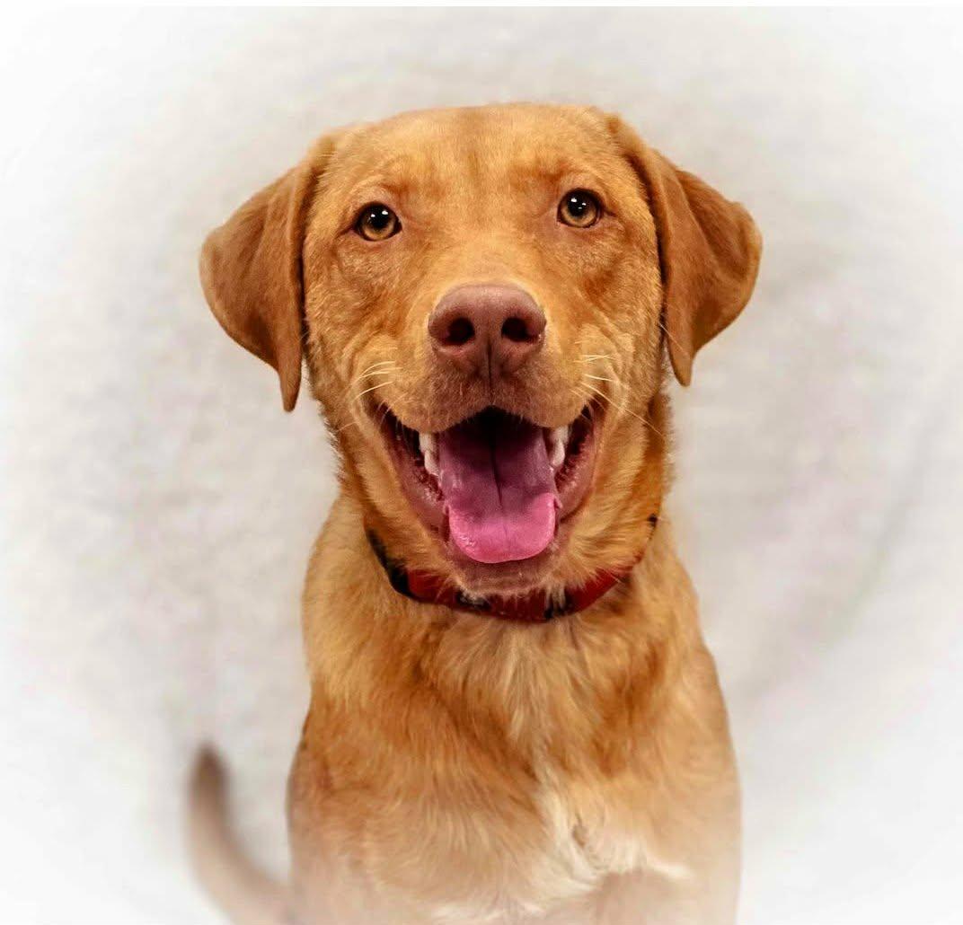 Enlarge Tater, a Adoptable mixed breed in Itasca, IL image 4/6