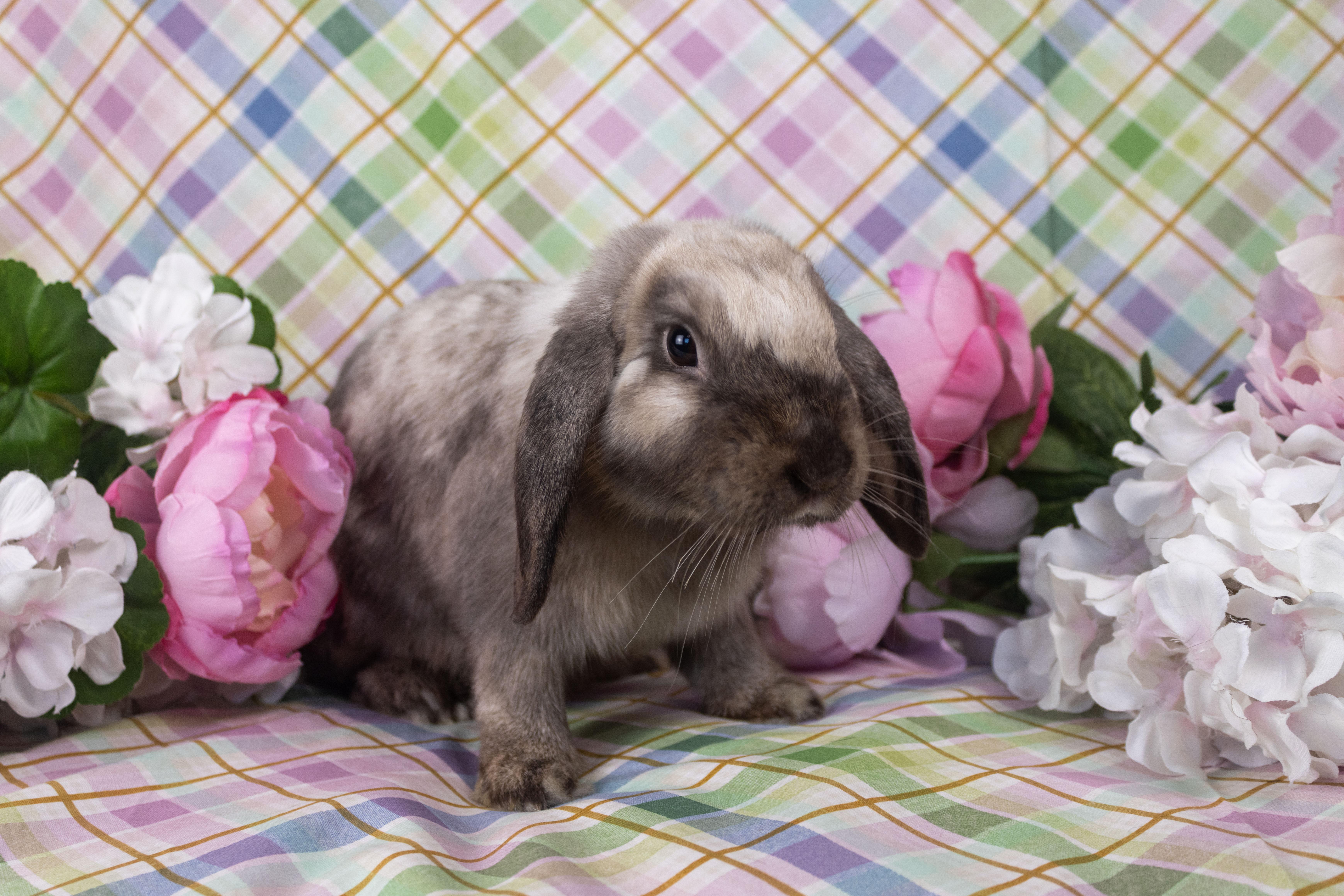 Enlarge Serenity Labubu Jr, a Adopted mixed breed in Ellington, CT image 3/4