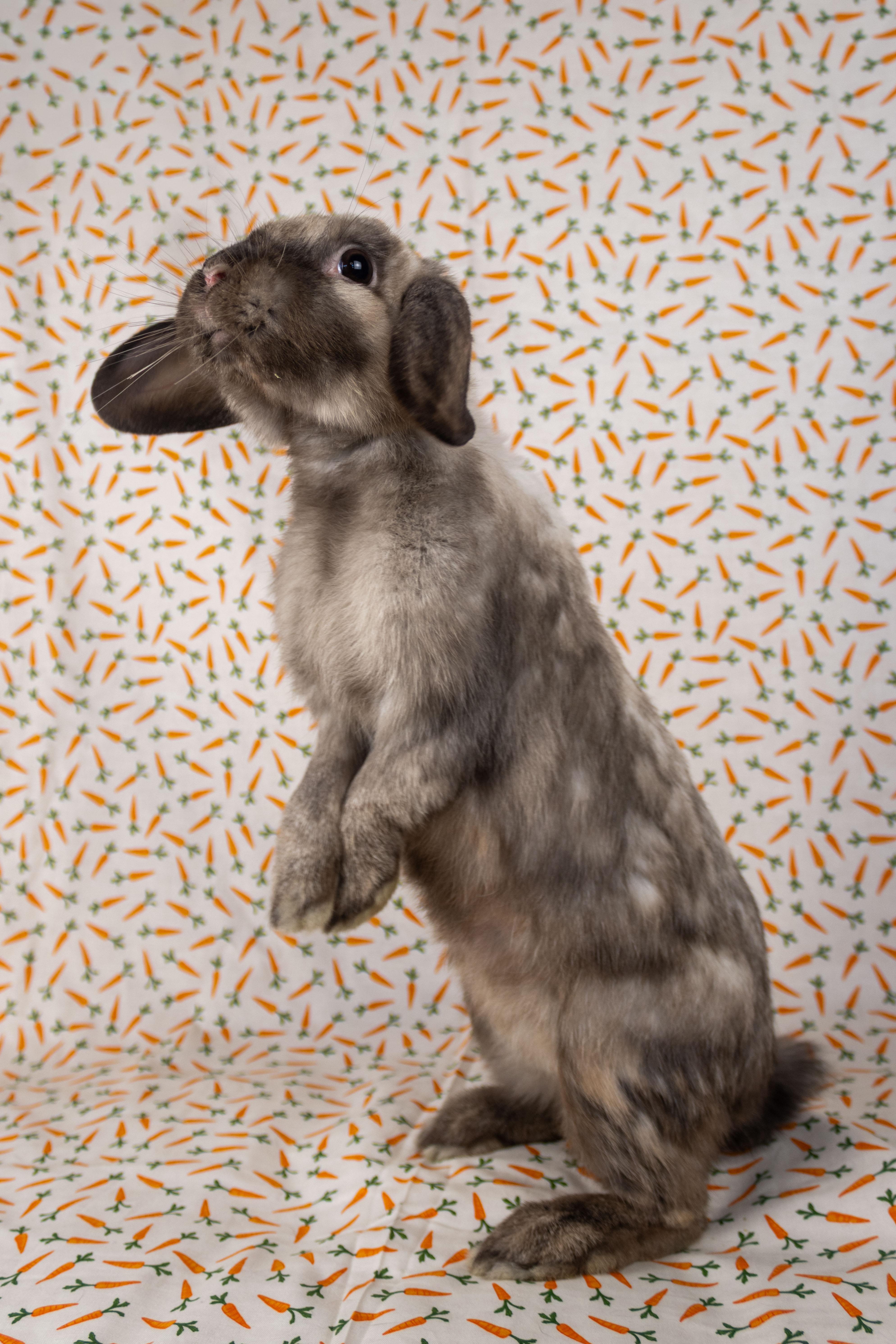 Enlarge Serenity Labubu Jr, a Adopted mixed breed in Ellington, CT image 4/4