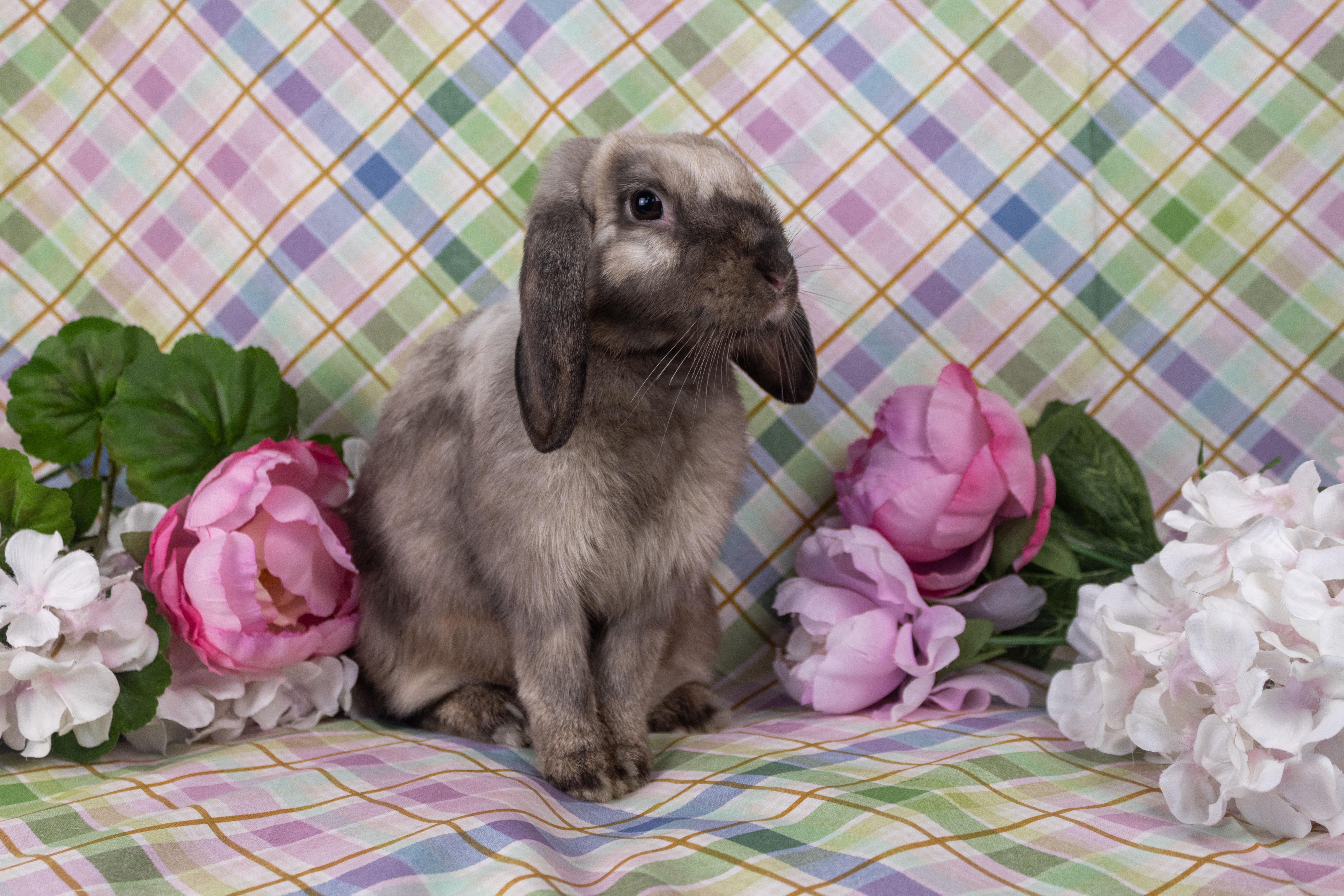 Enlarge Serenity Labubu Jr, a Adopted mixed breed in Ellington, CT image 1/4