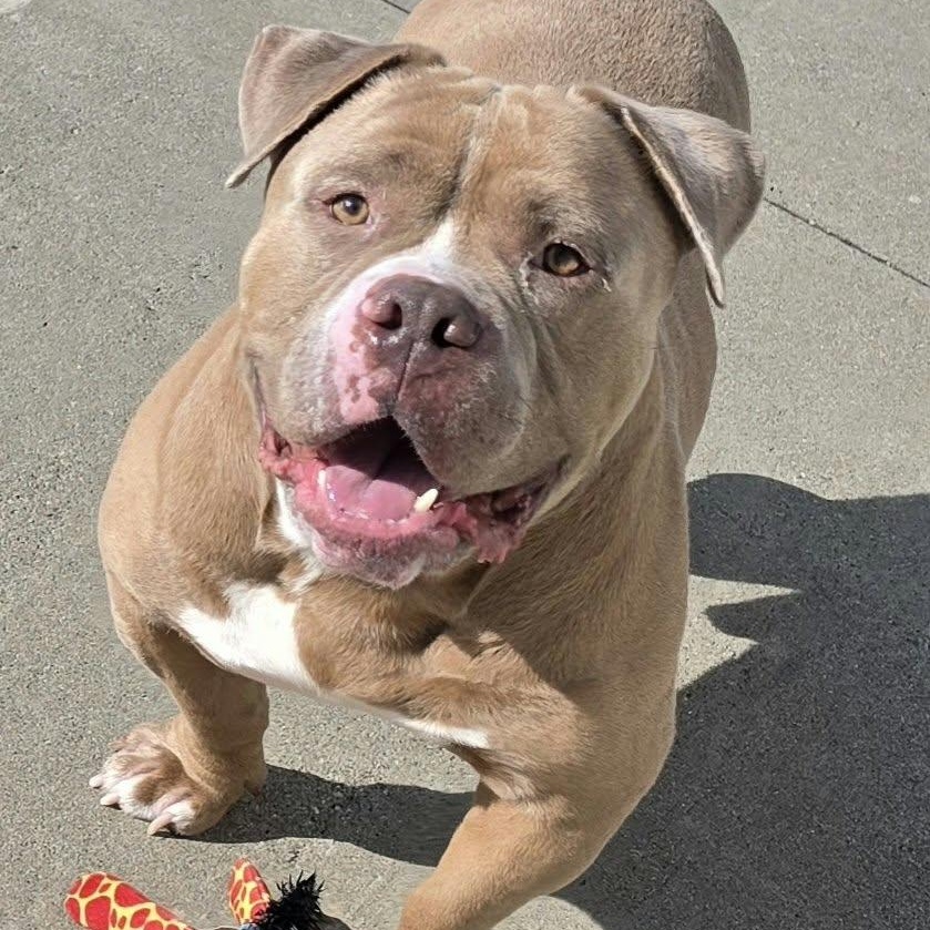 Bubba, Short and Stocky Boy, Adoptable, Adult Male American Bully & Bulldog.