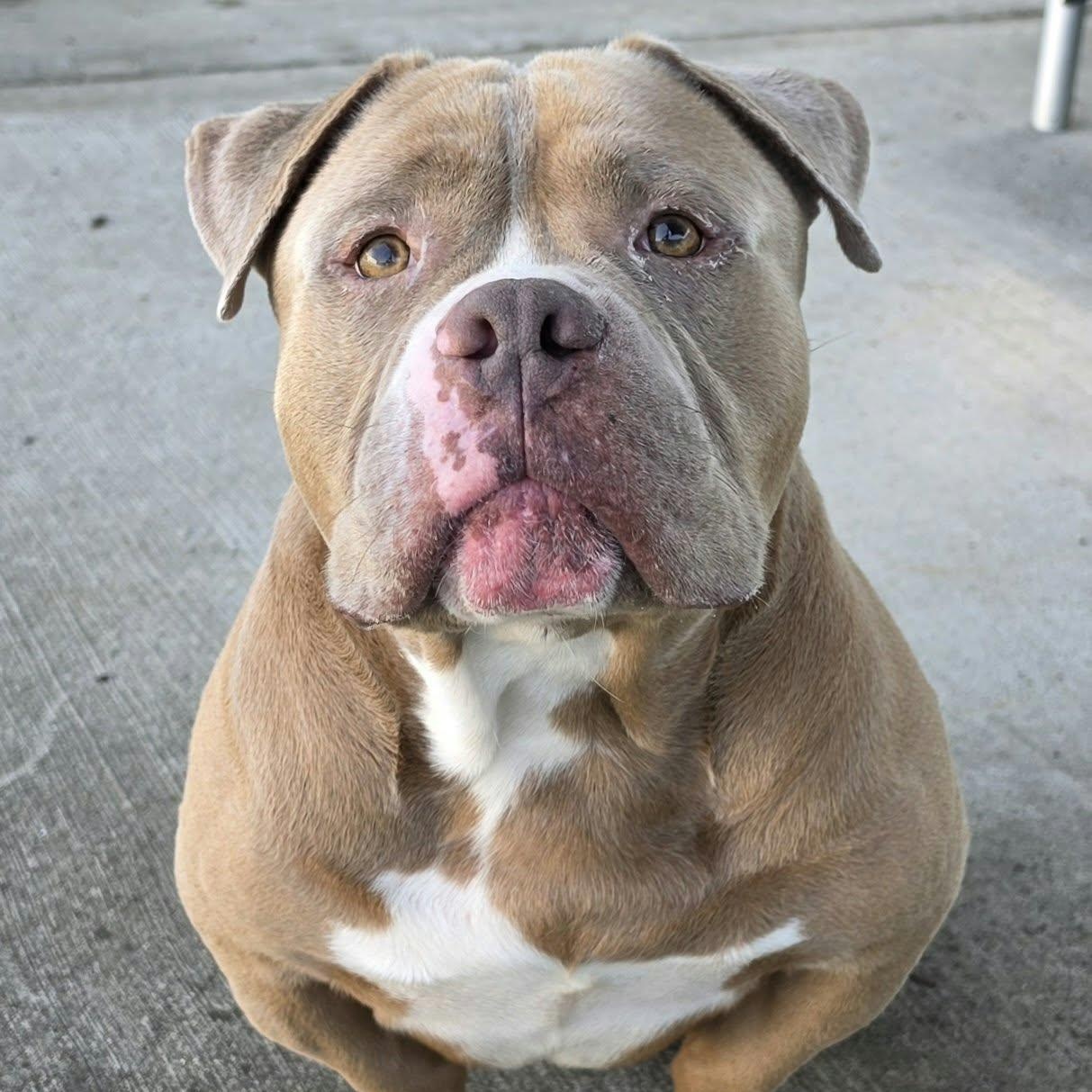 Enlarge Bubba, Short and Stocky Boy, a Adoptable mixed breed in Meriden, CT image 5/6