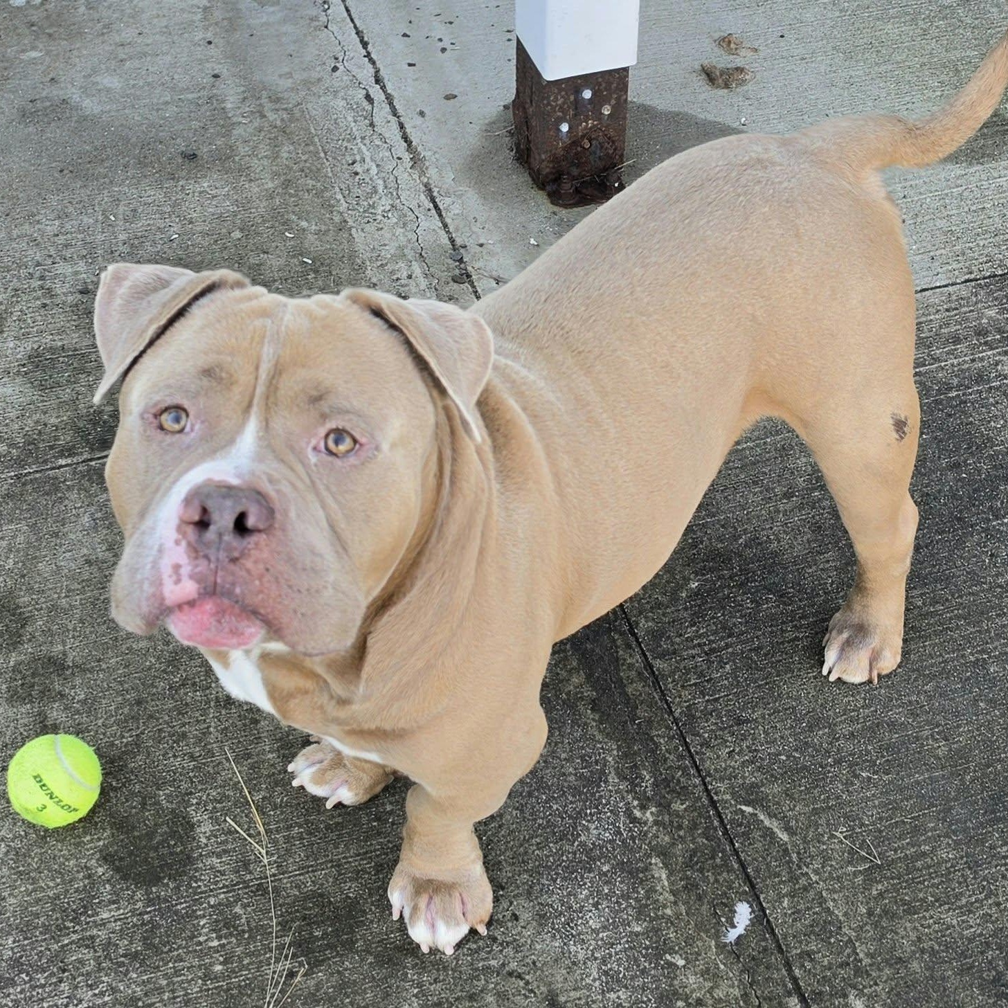 Enlarge Bubba, Short and Stocky Boy, a Adoptable mixed breed in Meriden, CT image 6/6