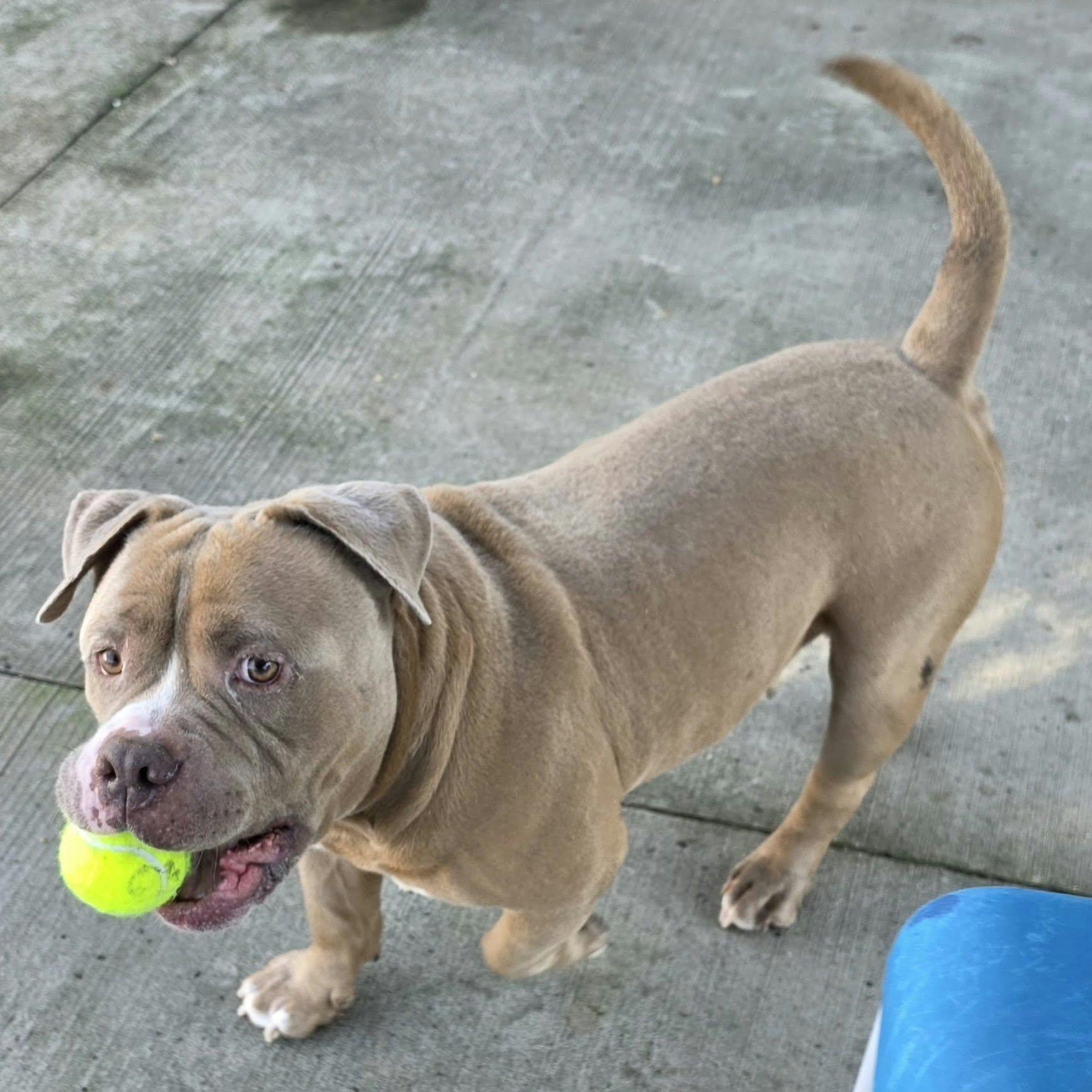 Enlarge Bubba, Short and Stocky Boy, a Adoptable mixed breed in Meriden, CT image 2/6