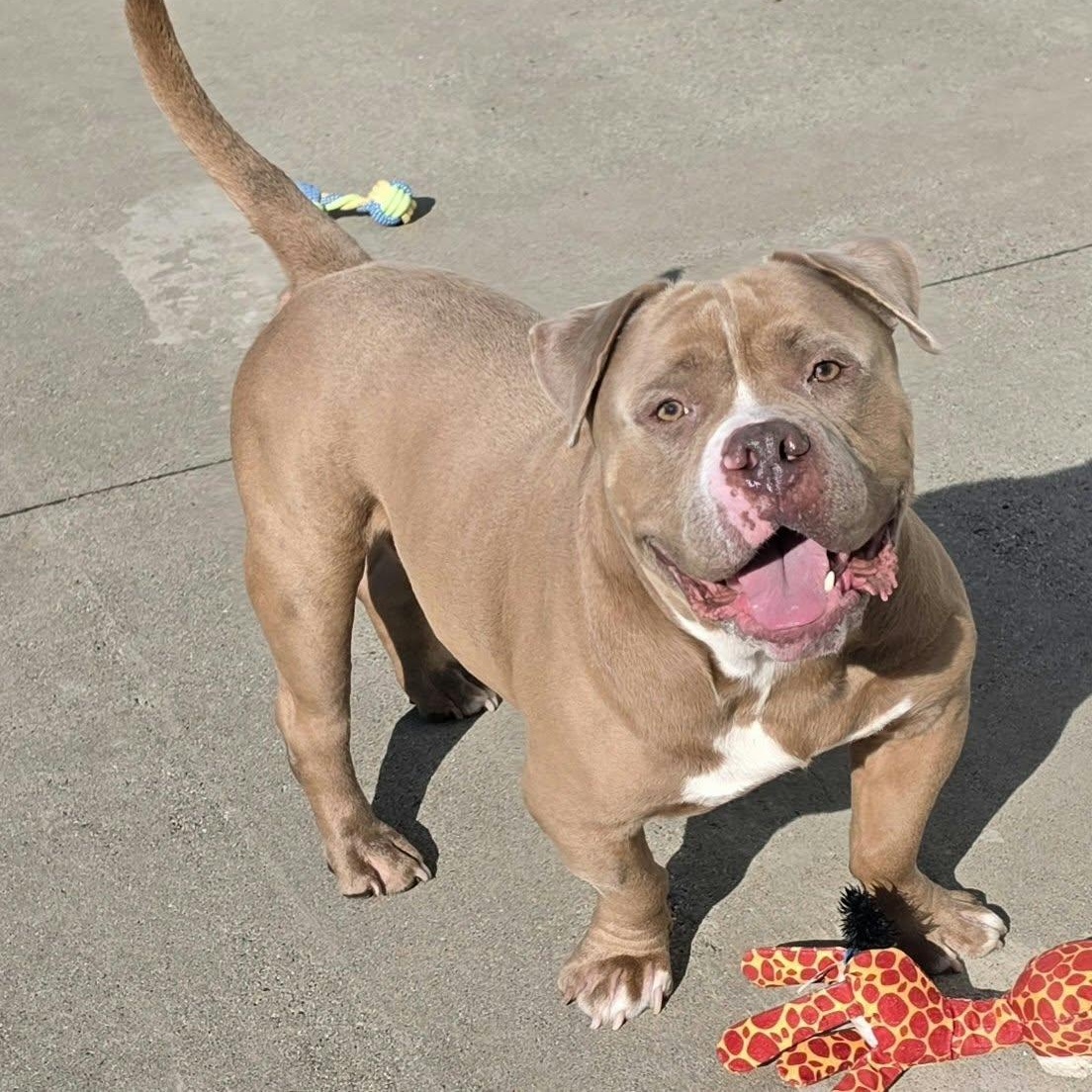 Enlarge Bubba, Short and Stocky Boy, a Adoptable mixed breed in Meriden, CT image 4/6