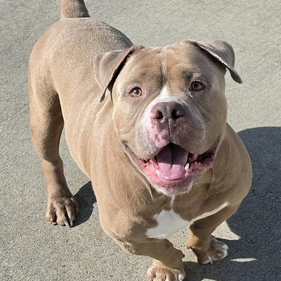 Enlarge Bubba, Short and Stocky Boy, a Adoptable mixed breed in Meriden, CT image 3/6
