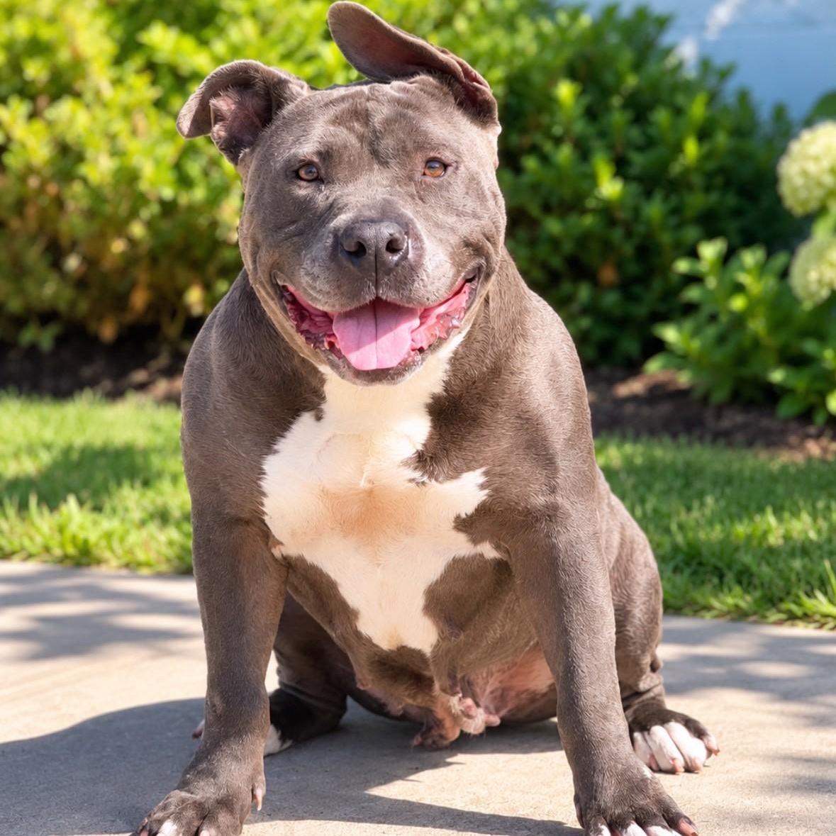 Bertha, ADOPTABLE, Adult Female Pit Bull Terrier.