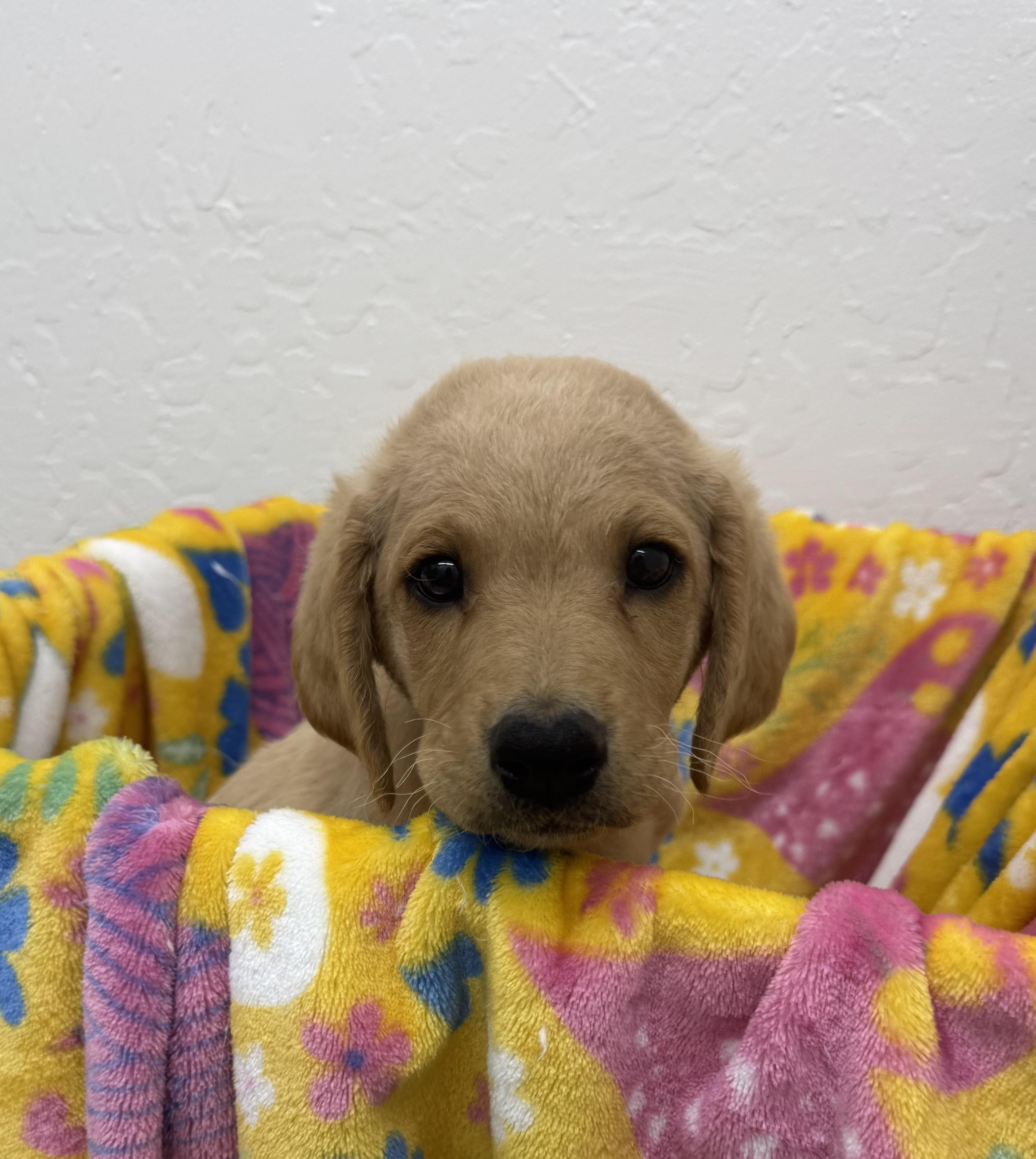 Mars, adopted, Puppy Male Poodle.