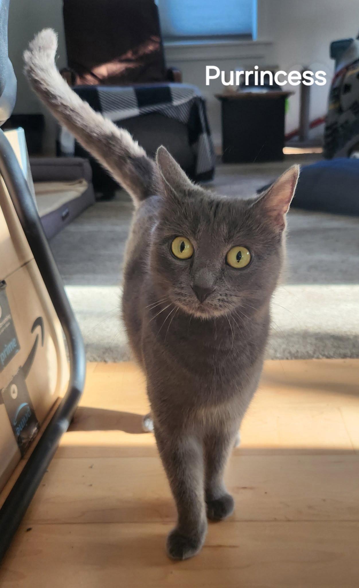 Enlarge Purrincess (Available 6/5/2026), a Adoptable Domestic Short Hair in Williamsburg, IA image 2/2