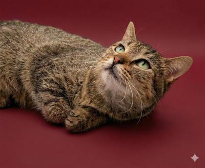 Lulu, Adoptable, Adult Female Domestic Short Hair & Domestic Short Hair.