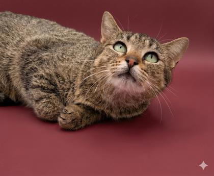 Enlarge Lulu, a Adoptable mixed breed in Bowling Green, KY image 2/2