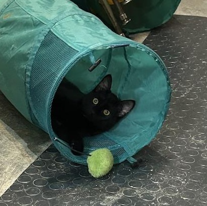 Turbo, Adoptable, Young Male Domestic Short Hair.