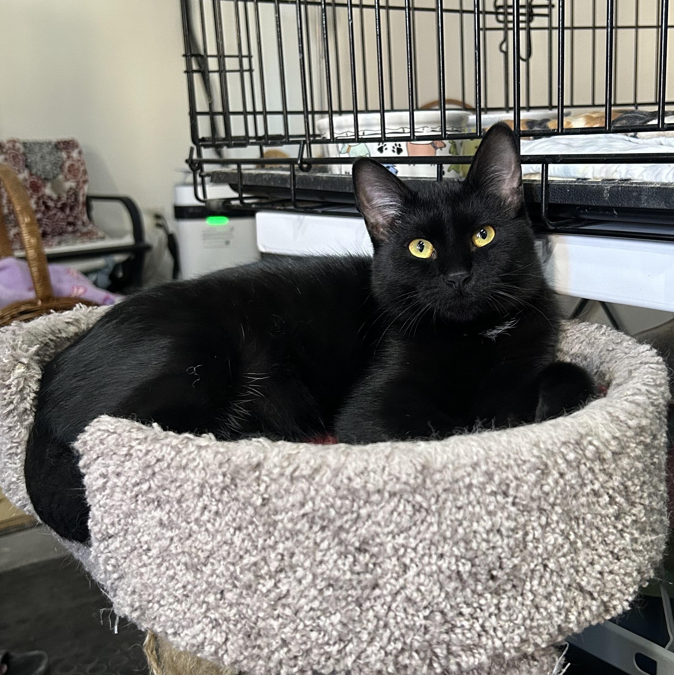 Turbo, Adoptable, Young Male Domestic Short Hair.