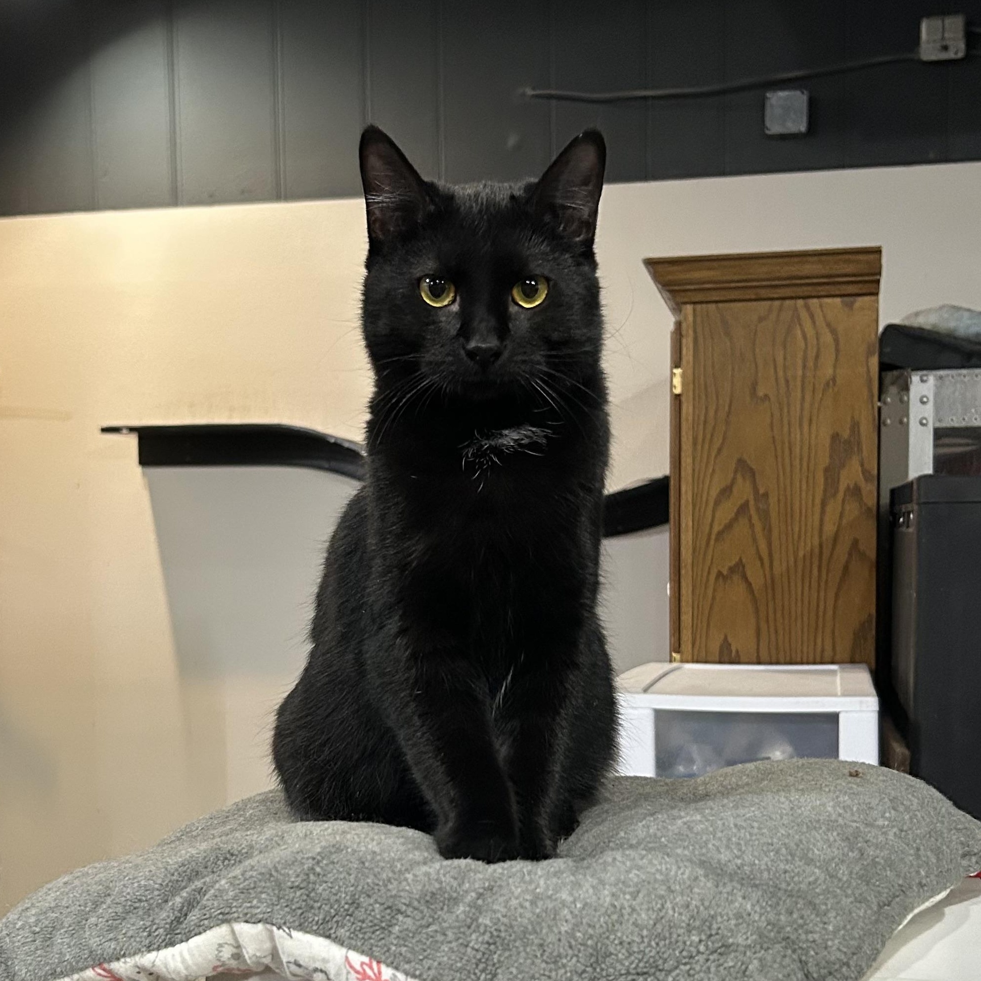 Turbo, Adoptable, Young Male Domestic Short Hair.