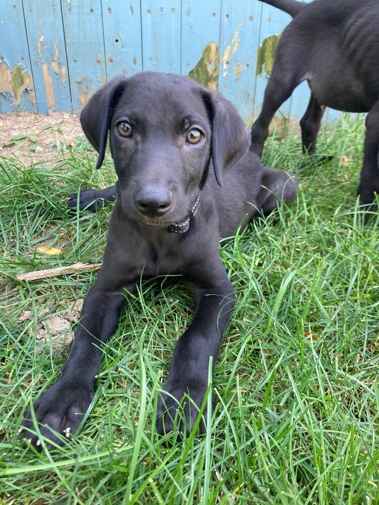 Enlarge Shadow, a Adoptable mixed breed in Loveland, OH image 2/6