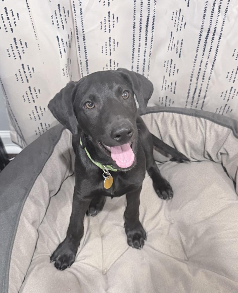 Enlarge Shadow, a Adoptable mixed breed in Loveland, OH image 3/6