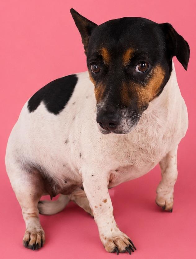 Rosa, Adoptable, Young Female Jack Russell Terrier.