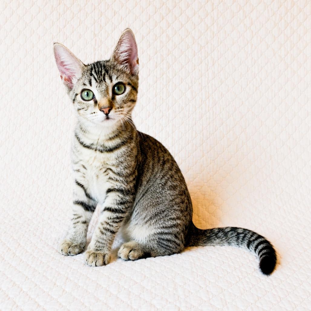 Millie, Adoptable, Young Female Domestic Short Hair.