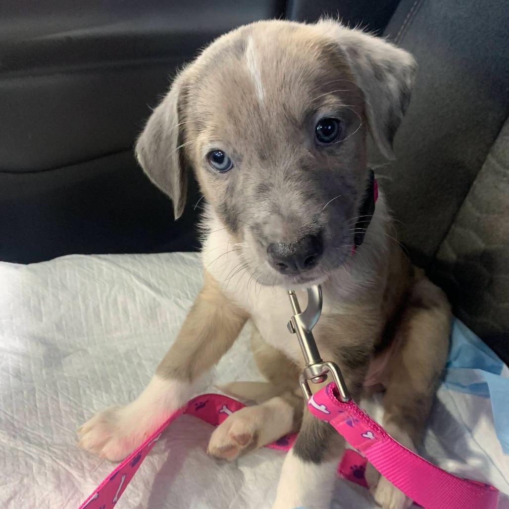 Taffy, Adoptable, Puppy Female Mixed Breed.