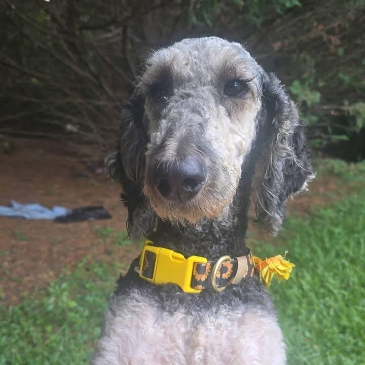Coco, adopted, Adult Female Standard Poodle.