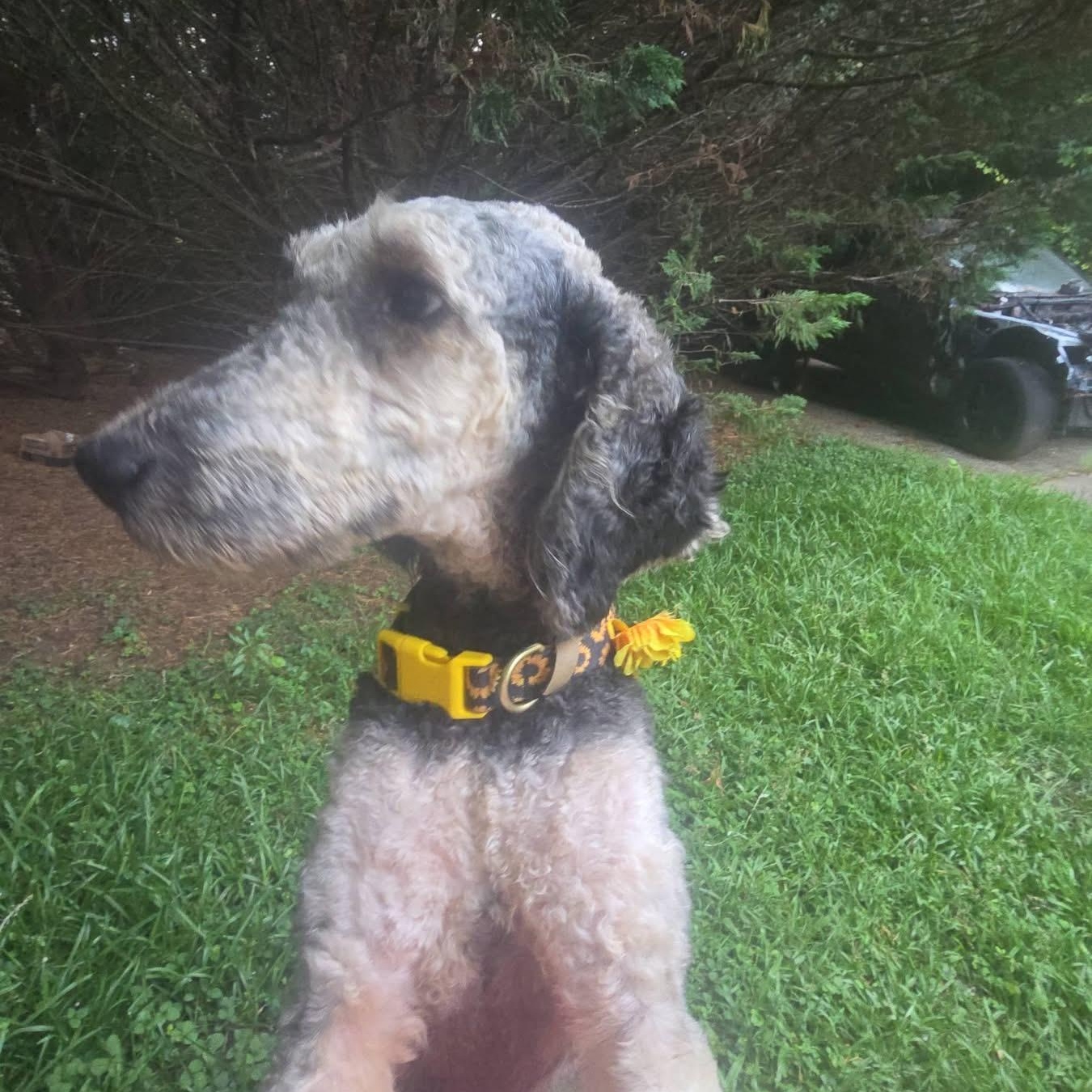 Coco, an adopted Standard Poodle in Gainesville, GA image 2/2