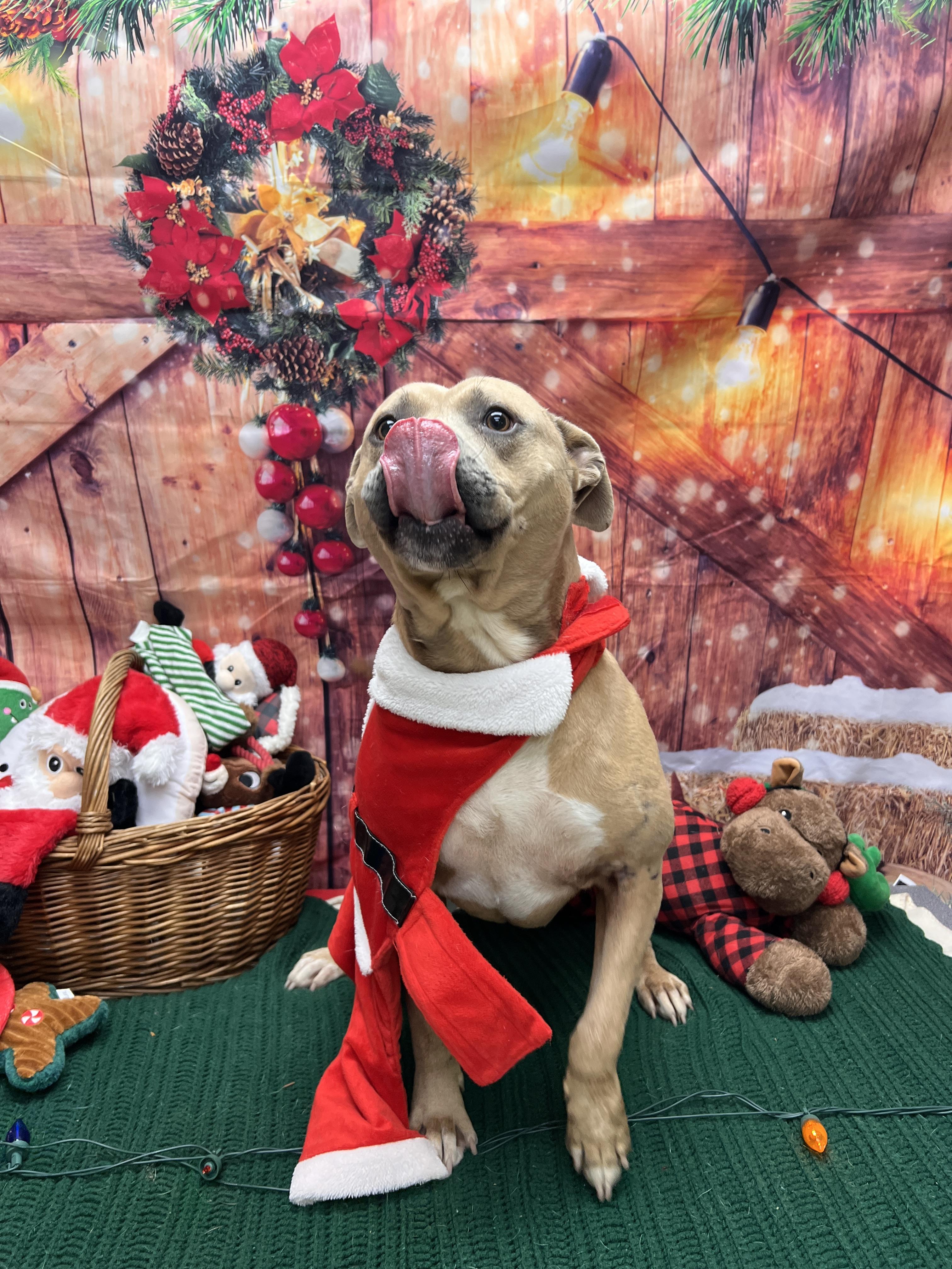 Enlarge Evan, a ADOPTABLE mixed breed in Statesboro, GA image 2/5