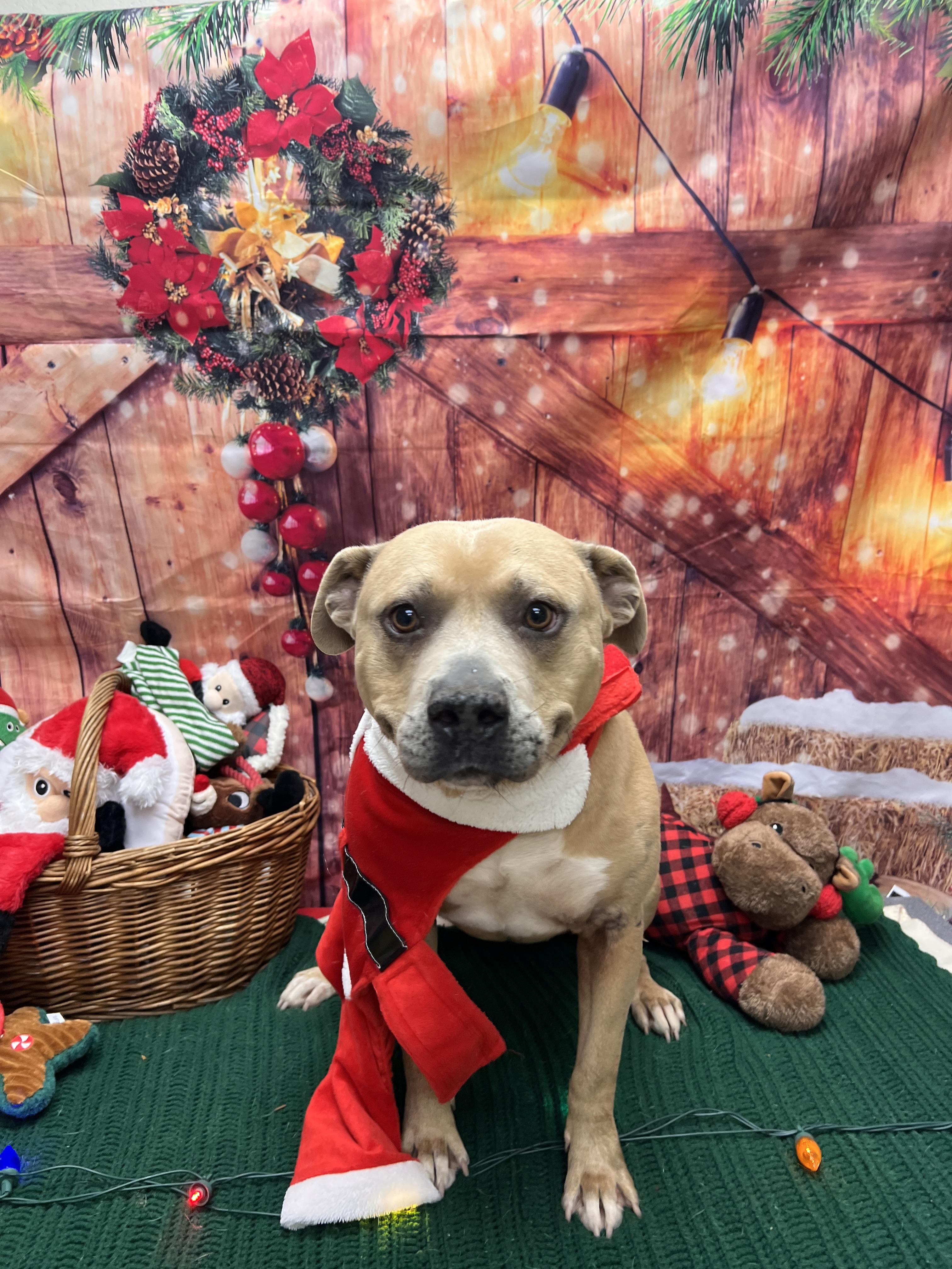 Evan, ADOPTABLE, Adult Male Pit Bull Terrier.