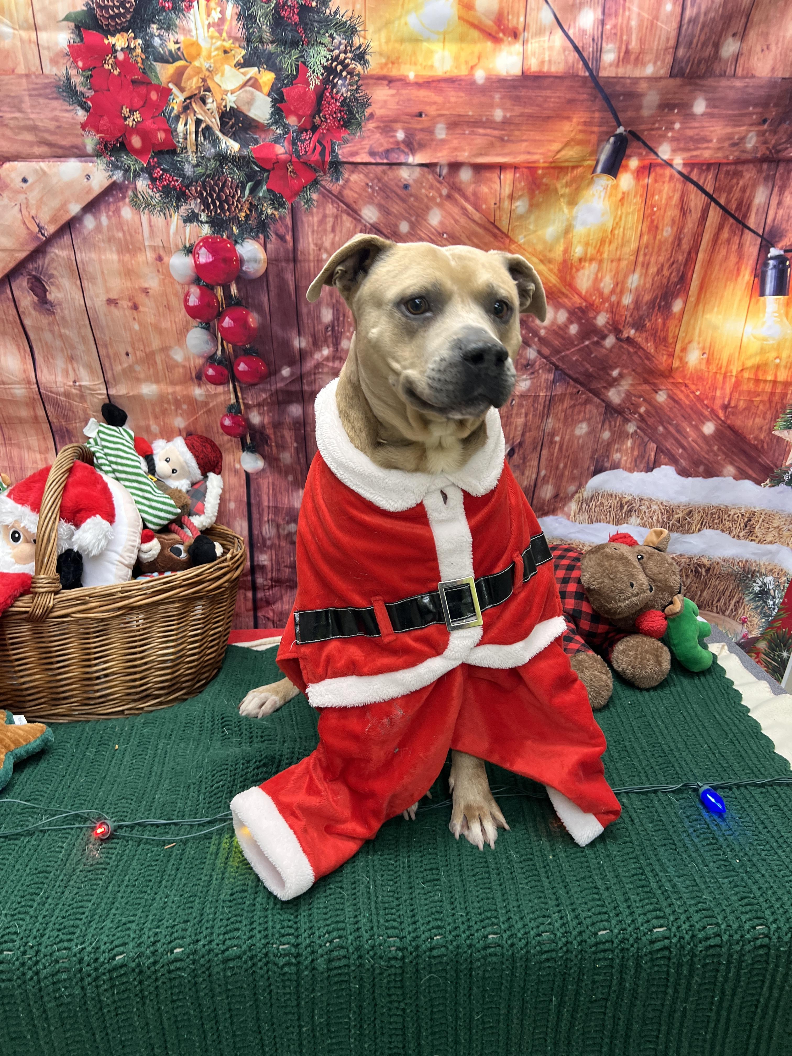 Enlarge Evan, a ADOPTABLE mixed breed in Statesboro, GA image 4/5