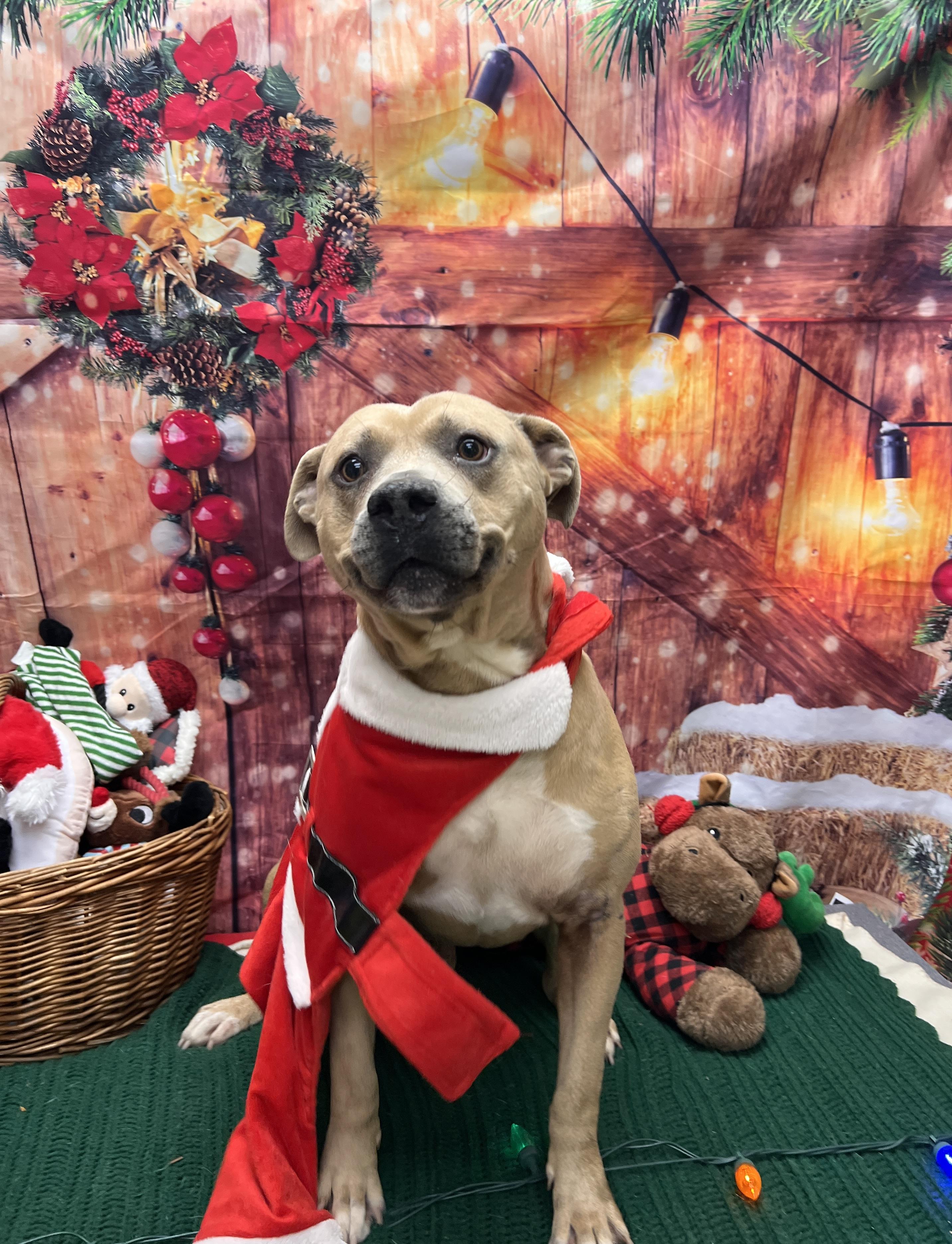 Enlarge Evan, a ADOPTABLE mixed breed in Statesboro, GA image 3/5