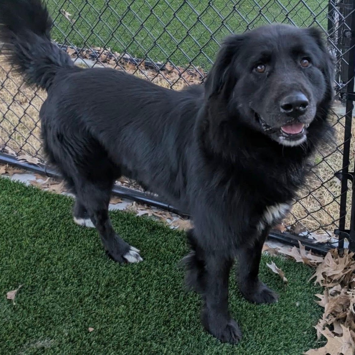 Enlarge Herbert, a ADOPTABLE mixed breed in Denver, CO image 1/1