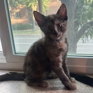 Morel Haseman, Adoptable, Kitten Female Domestic Short Hair.