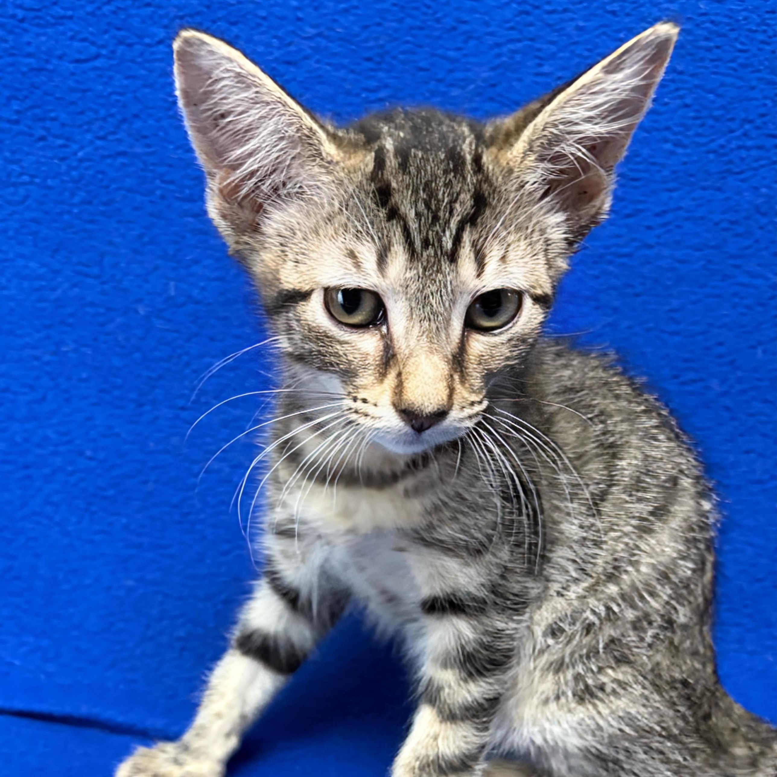 Canary, adoptable, Kitten Female Domestic Short Hair.