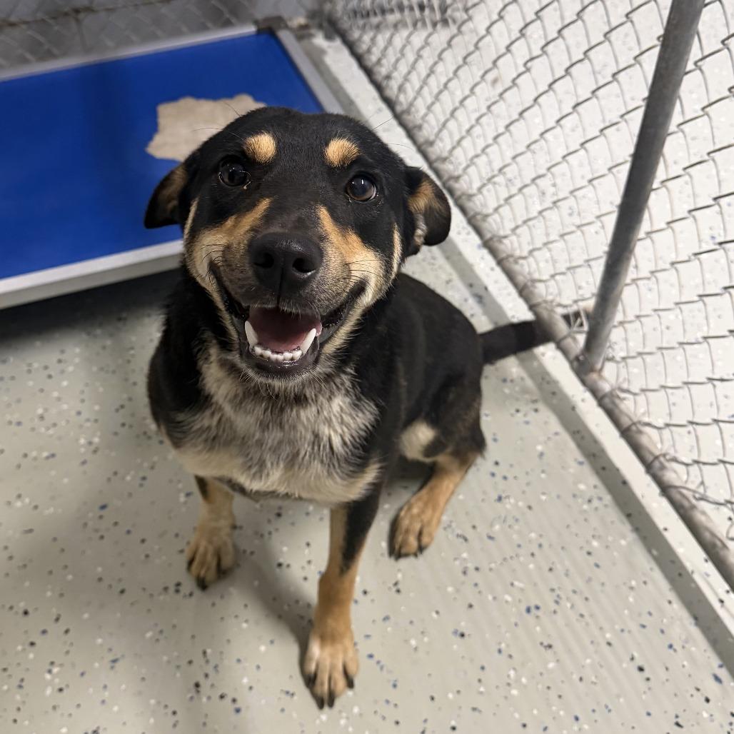 Enlarge JD, a Adoptable mixed breed in Marion, VA image 1/1