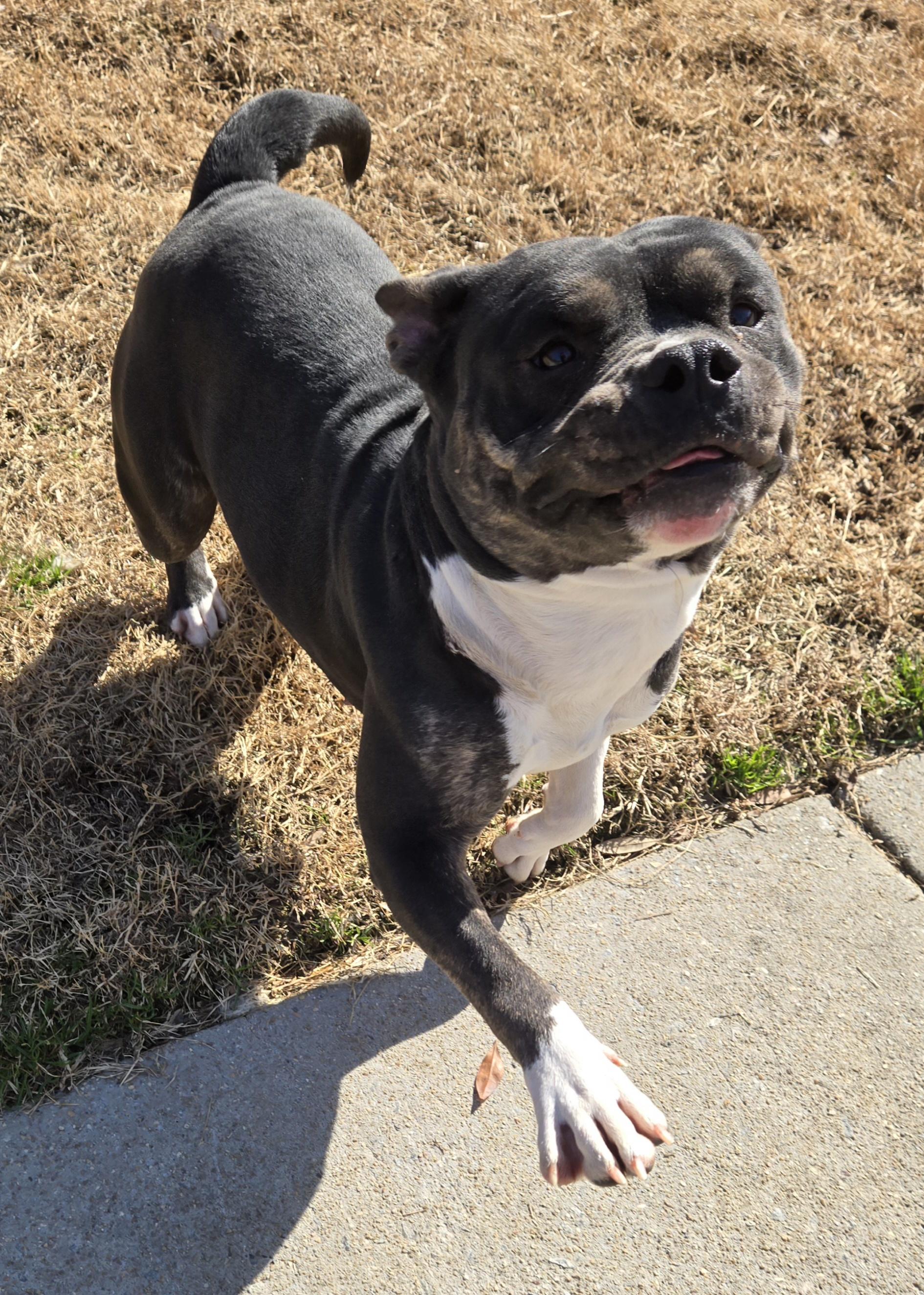 Enlarge Juniper, a ADOPTABLE mixed breed in Suffolk, VA image 1/3