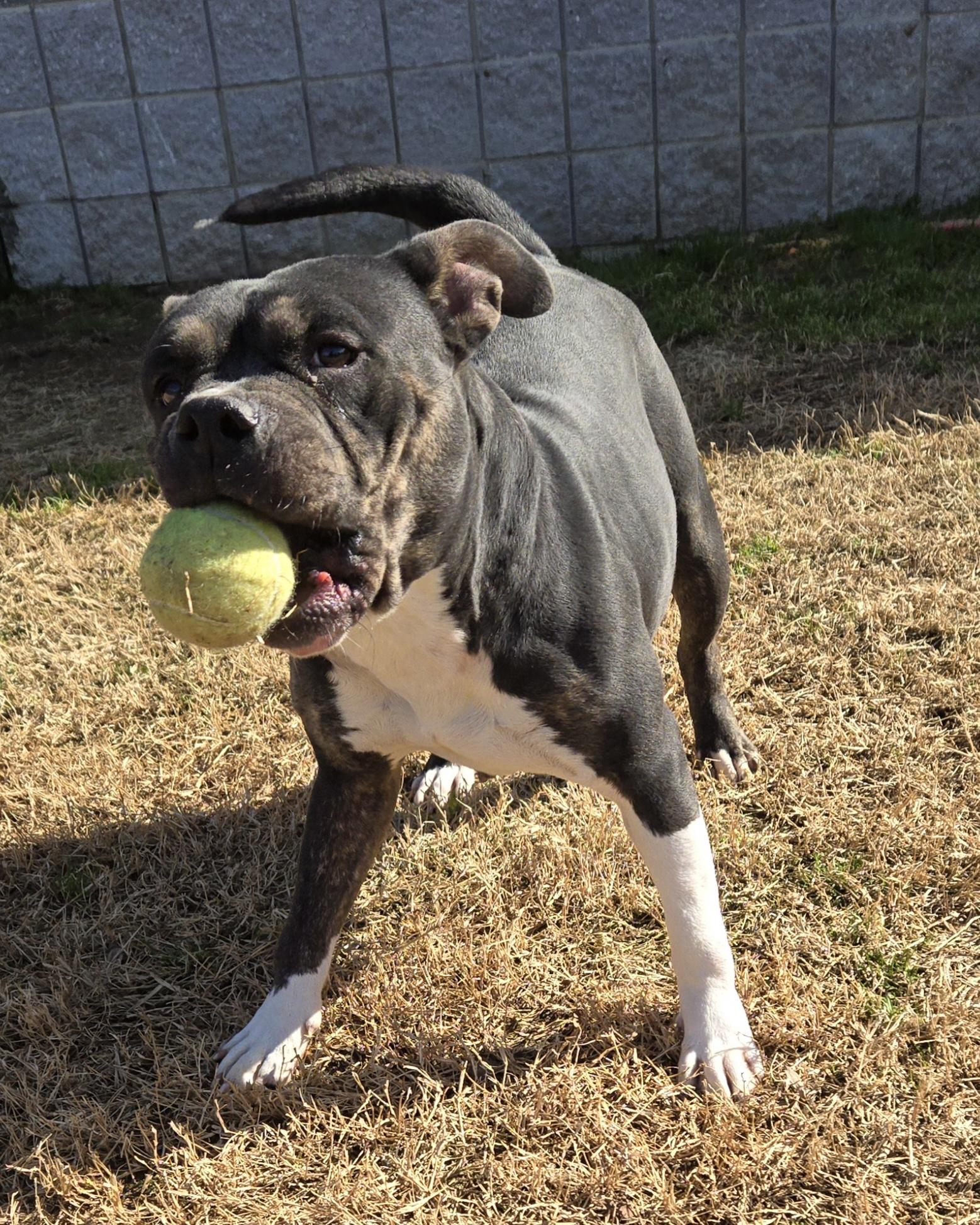 Enlarge Juniper, a ADOPTABLE mixed breed in Suffolk, VA image 2/3