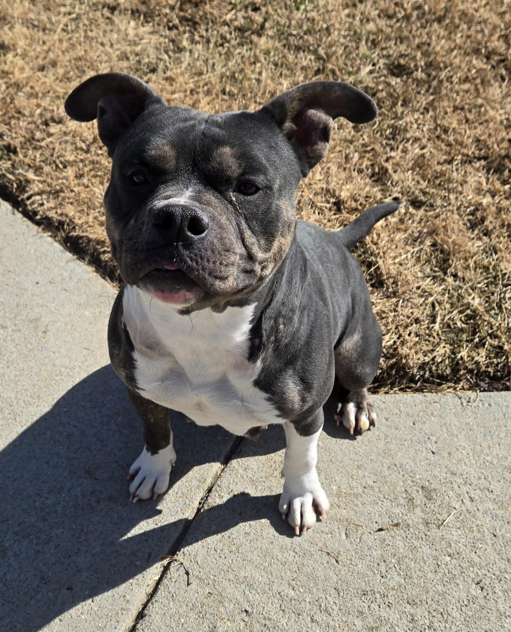 Enlarge Juniper, a ADOPTABLE mixed breed in Suffolk, VA image 3/3