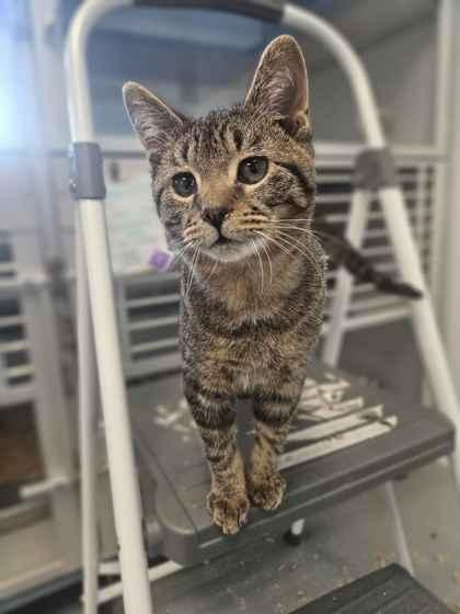 Banner, Adoptable, Young Male Domestic Short Hair & Domestic Short Hair.