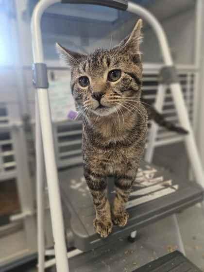 Banner, a Adoptable mixed breed in Mount Pleasant, IA image 1/2