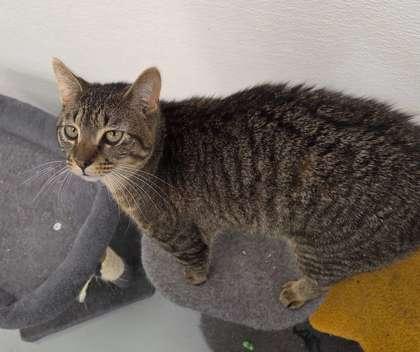 Banner, Adoptable, Young Male Domestic Short Hair & Domestic Short Hair.