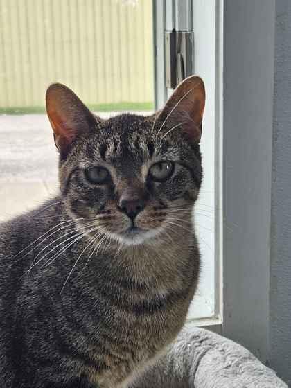 Enlarge Banner, a Adoptable mixed breed in Mount Pleasant, IA image 2/2