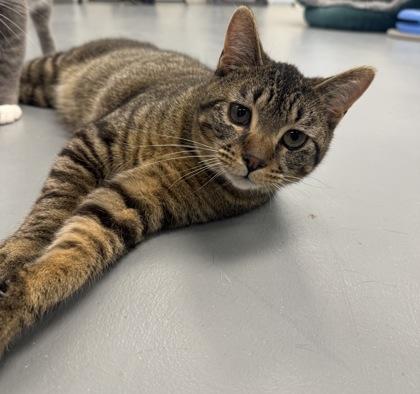 Enlarge Banner, a Adoptable mixed breed in Mount Pleasant, IA image 2/2