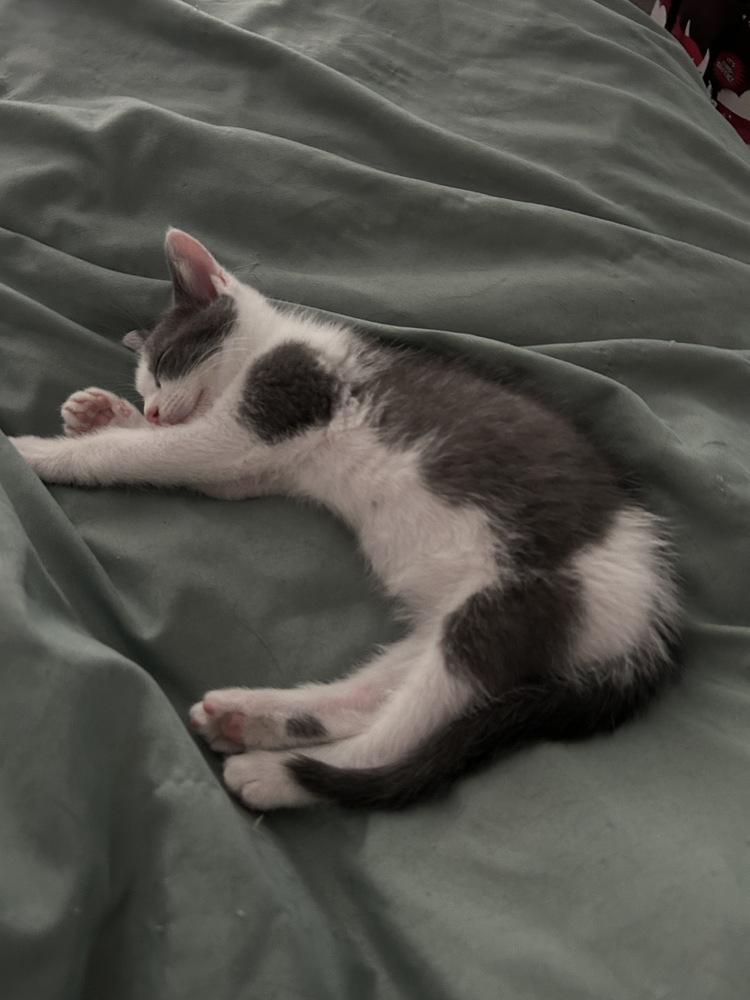 Cloud, Adoptable, Kitten Male Domestic Medium Hair.