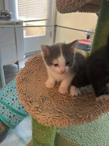 Enlarge Cloud, a Adoptable Domestic Medium Hair in Pacifica, CA image 2/6